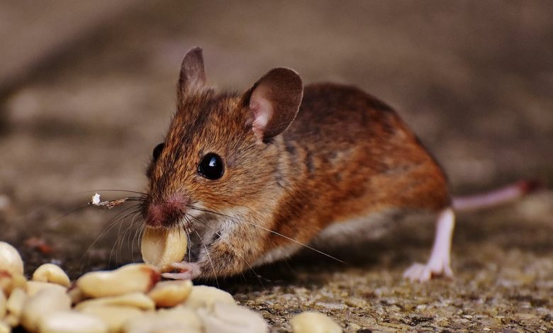 Pest Control Harrow