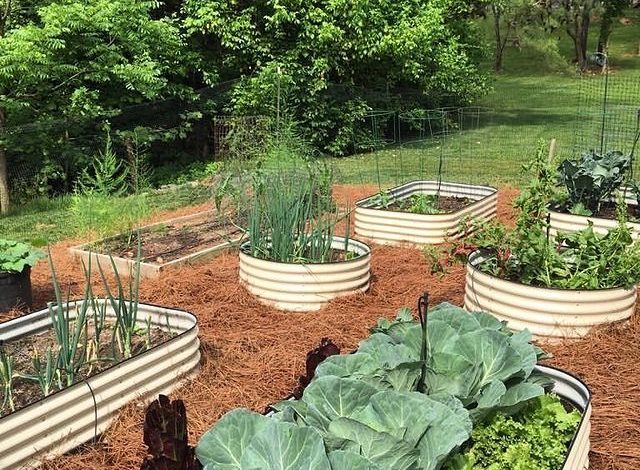 raised garden bed