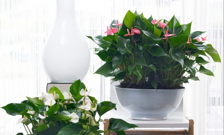 anthurium plant