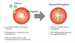 What is a Glycosylated Haemoglobin Test? Know Everything about the Test